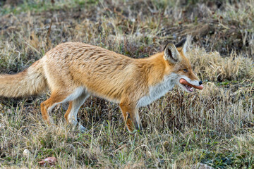 Vulpes vulpes, Red fox