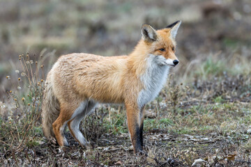 Vulpes vulpes, Red fox