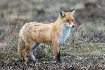 Vulpes vulpes, Red fox