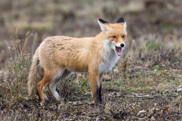 Vulpes vulpes, Red fox