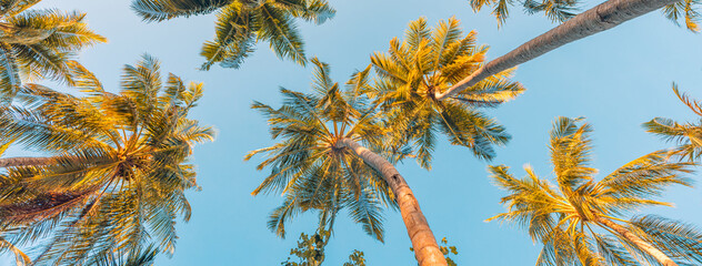 Summer vacation banner. Romantic vibes of tropical palm tree sunlight on sky background. Outdoor sunset exotic foliage closeup nature landscape. Coconut palm trees shining sun over bright sky panorama - obrazy, fototapety, plakaty