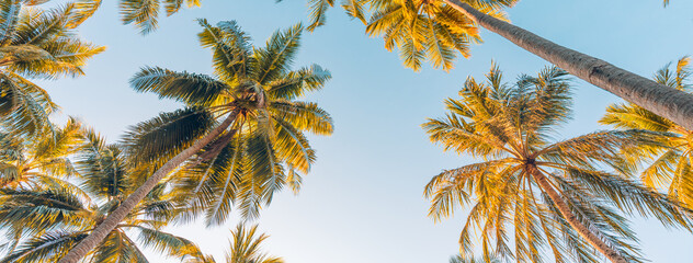 Summer vacation banner. Romantic vibes of tropical palm tree sunlight on sky background. Outdoor sunset exotic foliage closeup nature landscape. Coconut palm trees shining sun over bright sky panorama - obrazy, fototapety, plakaty