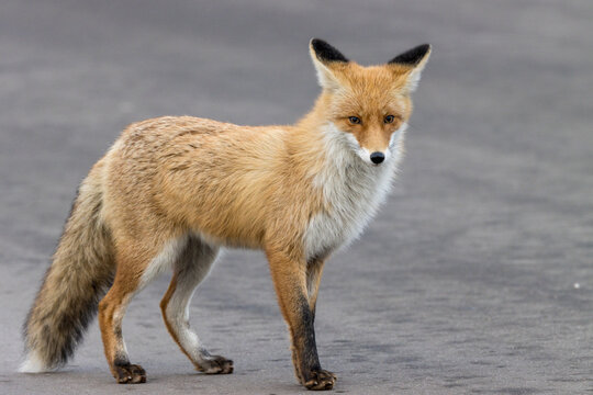 Vulpes vulpes, Red fox
