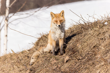 Vulpes vulpes, Red fox