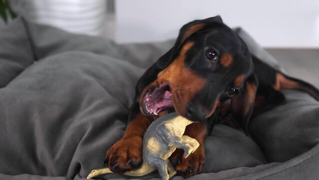 cute dachshund puppy of black and brown color on a gray couch gnaws on a toy looks into the frame