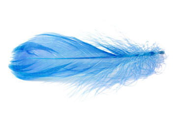 Elegant blue fluffy feather isolated on the white background