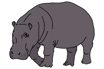 Big hippopotamus