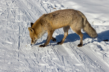 Fototapeta premium Vulpes vulpes, Red fox