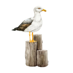 Seagull bird on a wooden bollard. Watercolor illustration. Hand drawn white gull wildlife sea and ocean animal. Coast  seagull bird perched on a wooden coast bollard element.