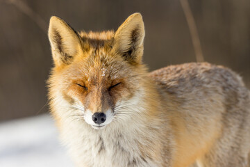 Vulpes vulpes, Red fox