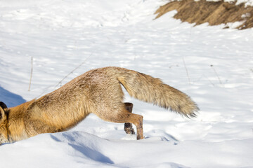 Vulpes vulpes, Red fox