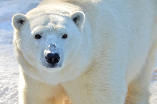 white polar bear