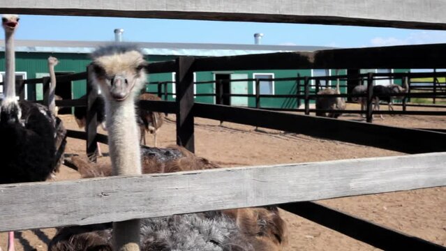 a few ostriches behind a fence on an ostrich farm want to take food from a woman's hands
