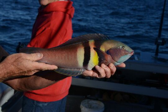 fishing in the sea