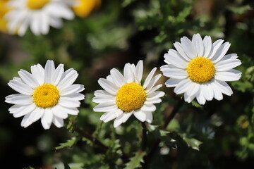 Fototapeta premium 日本の早春の庭に咲くヒナギクの花