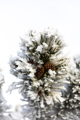 Snow-covered fir branch with cones