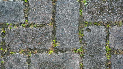 paving block texture with weeds in the gaps as background