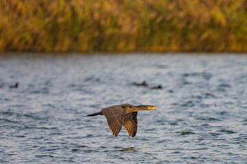 The great cormorant basks in the morning sun.