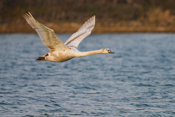 Swans are birds of the family Anatidae within the genus Cygnus.