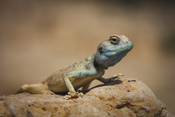 Naklejka na ściany i meble One of the many lizards in Israel