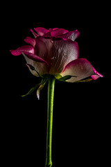 Macro dark burgundy rose on a stem on a black background. Soft focus