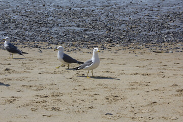 Seagulls gathering on the beach