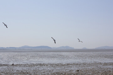 Fototapeta premium Seagulls gathering on the sea