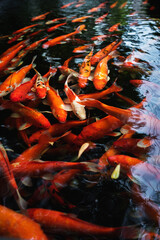 Fancy Carps Fish or Koi  swimming in a pond.