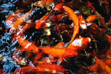 Fancy Carps Fish or Koi  swimming in a pond.