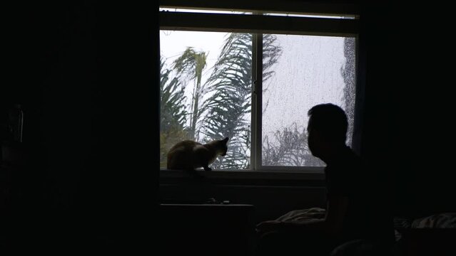 Cat by the window on a rainy day