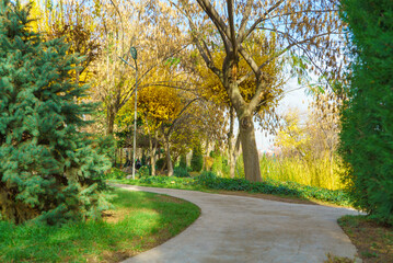 Nice landscape of beautiful trees in Autumn season