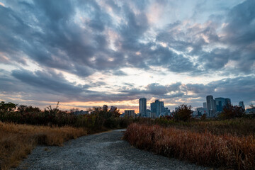 View of some plants with buildings in the background during sunrise