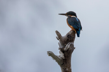 Kingfisher perched on a dead branch