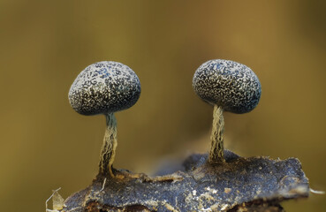 Fruchtkörper eines Myxomyceten
