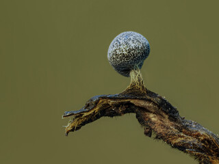 Fruchtkörper eines Myxomyceten