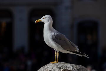 Seagull