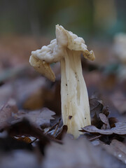 Herbst-Lorchel oder Krause Lorchel (Helvella crispa)