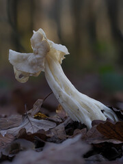 Herbst-Lorchel oder Krause Lorchel (Helvella crispa)