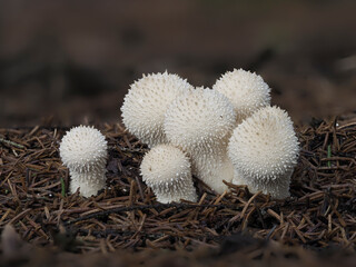 Flaschen-Stäubling (Lycoperdon perlatum) oder Flaschenbovist
