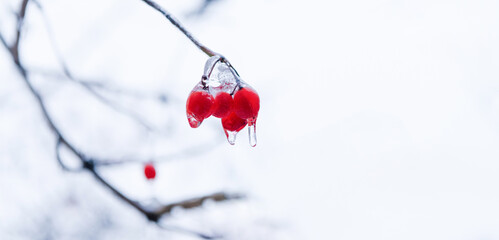 beauty of winter, copy space. red frozen berries outdoor. winter nature season with frozen rowan