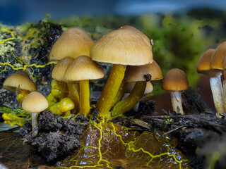 Myxomyceten-Plasmodium verspeist Pilze in der Eifel