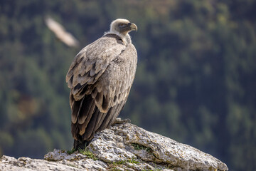 Portrait of a griffon vulture perched on the edge of a cliff, Provence