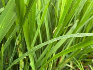 Fototapeta na wymiar Beautiful dewy grass vegetation of paddy green rice field.