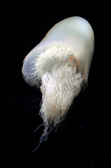 スナイロクラゲ