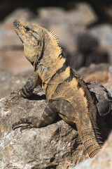 Large iguana warming in the sun