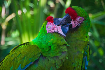 Parrots having fun in Xcaret