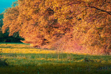  la lisière de la forêt en automne