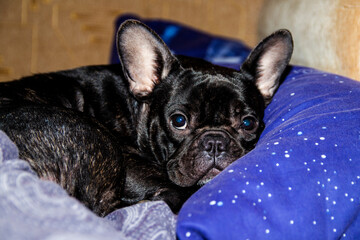 Close-up portrait of a black french bulldog that lies blue on a pillow