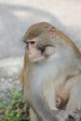 monkey in Kam Shan Country Park, hong kong