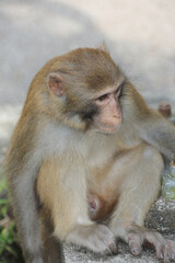 monkey in Kam Shan Country Park, hong kong